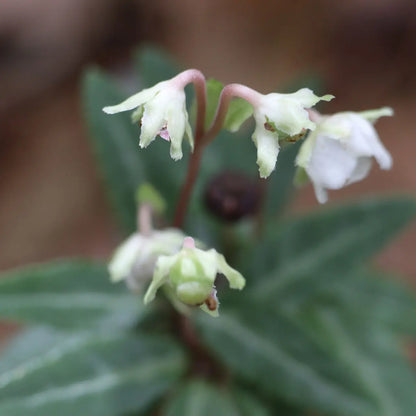 Spotted Wintergreen Plant with delicate white blossoms and pink accents