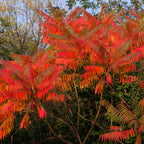 Vibrant red and orange Staghorn Sumac tree with feathery compound leaves
