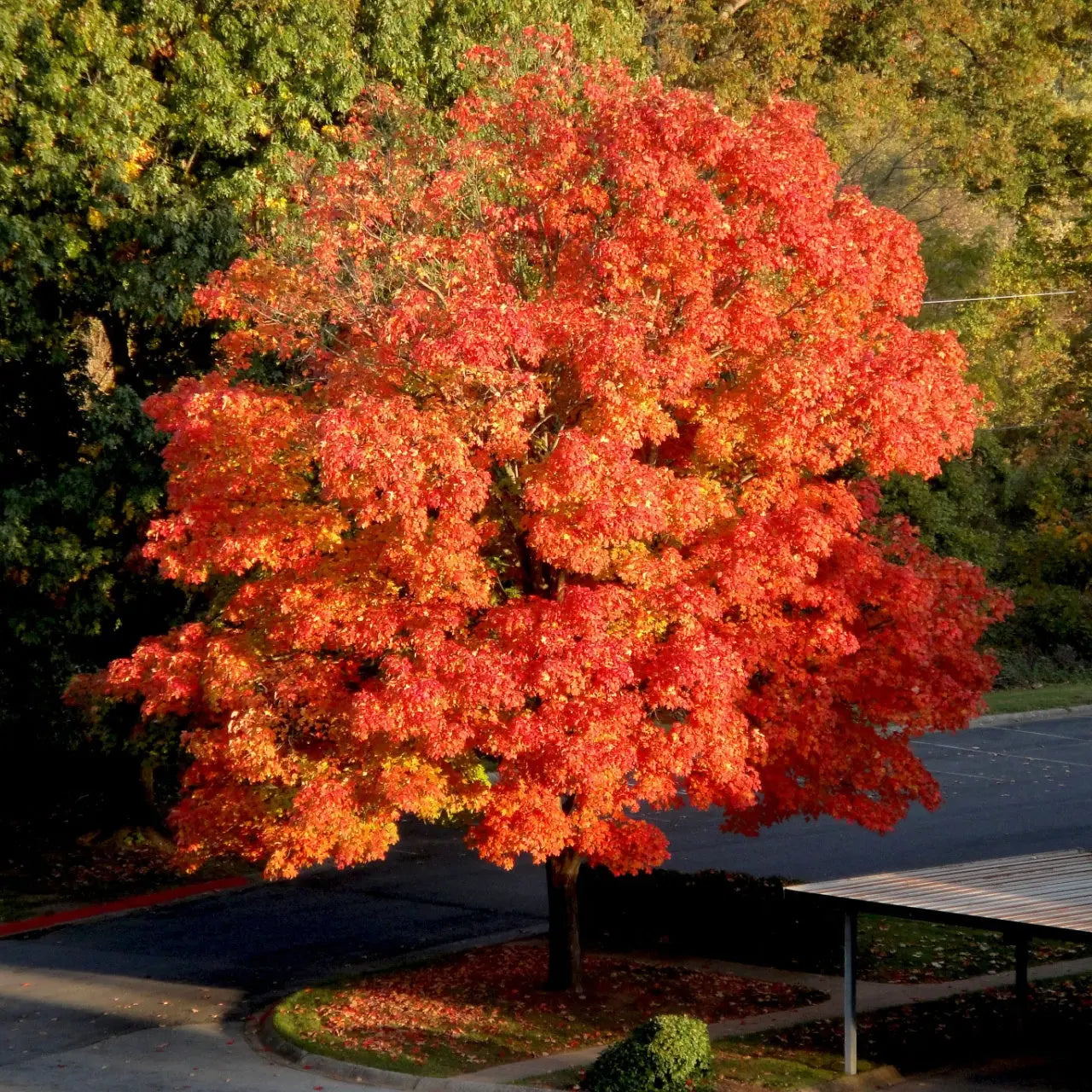 Vibrant red sugar maple tree with fiery autumn canopy