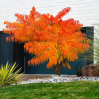Vibrant Sumac tree with orange yellow feathery foliage in garden bed