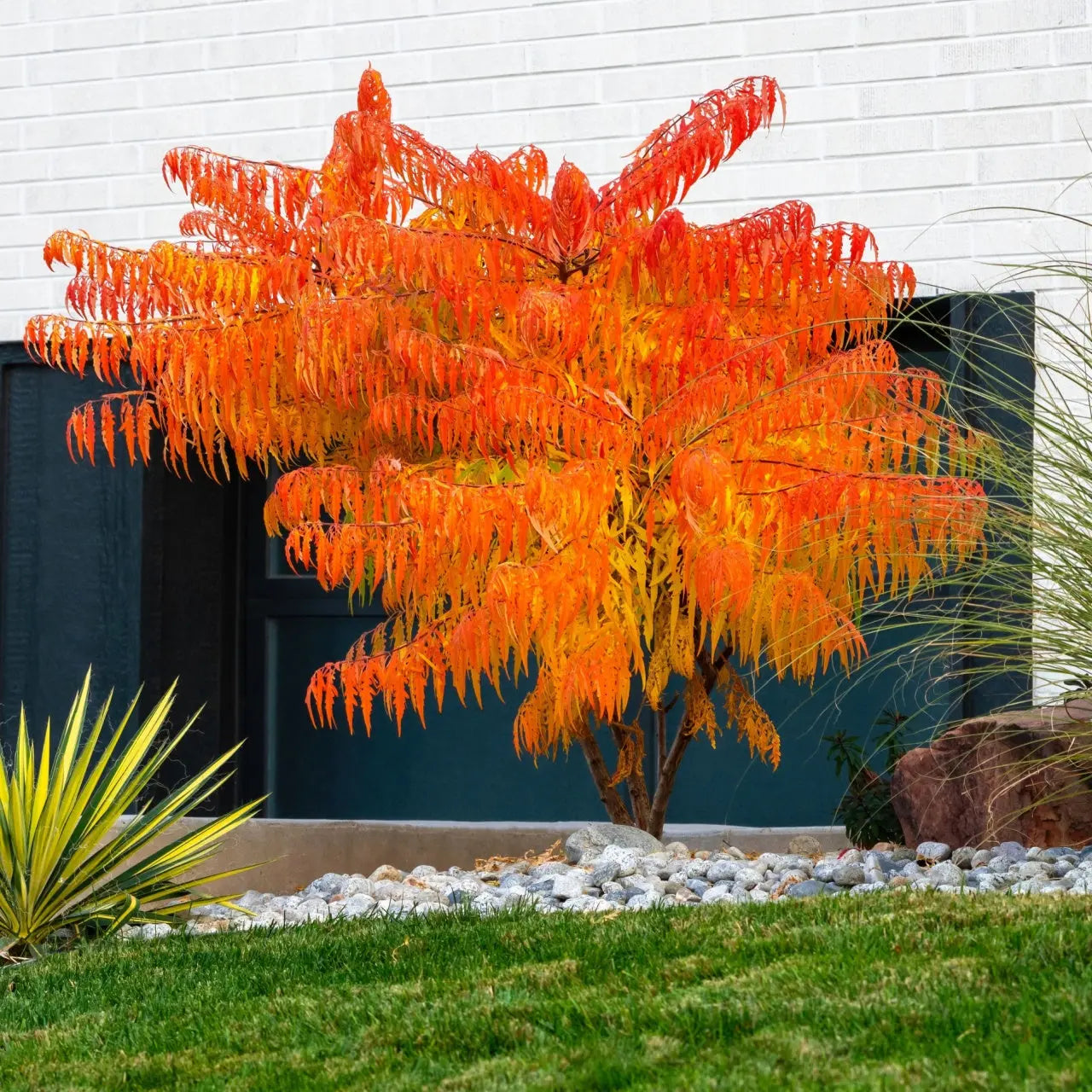 Vibrant Sumac tree with orange yellow feathery foliage in garden bed