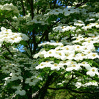 Sweet Bay Magnolia white dogwood blossoms with yellow centers and green leaves