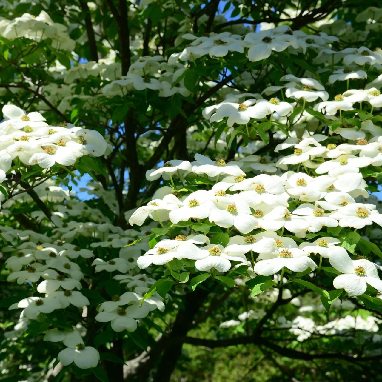 Sweet Bay Magnolia white dogwood blossoms with yellow centers and green leaves