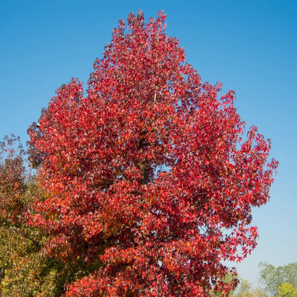 Vibrant red Sweet Gum tree with dense star-shaped foliage against blue sky