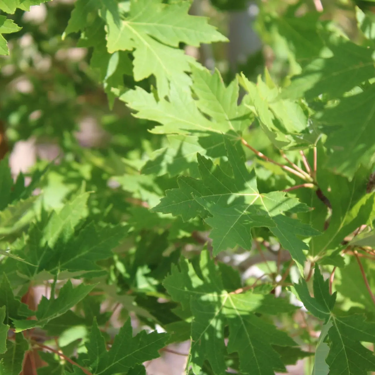 Fresh green serrated maple leaves on Sycamore Seedlings