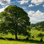 Majestic sycamore tree with broad leafy green canopy in sunlit field