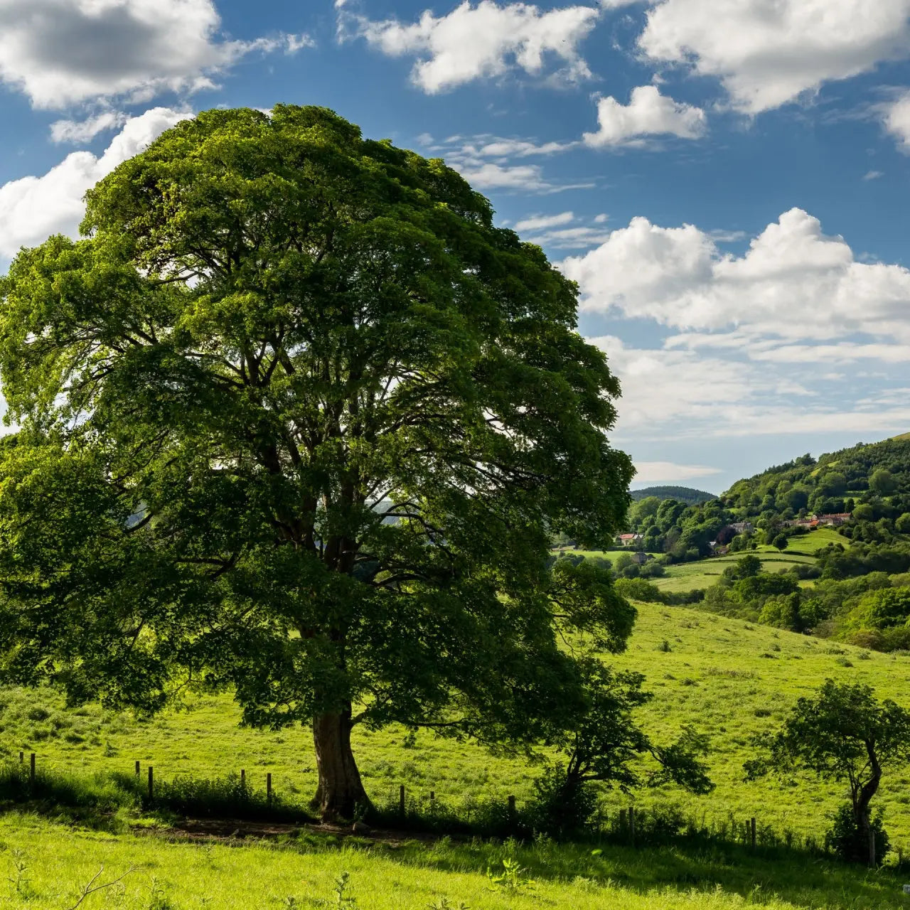 Majestic sycamore tree with broad leafy green canopy in sunlit field
