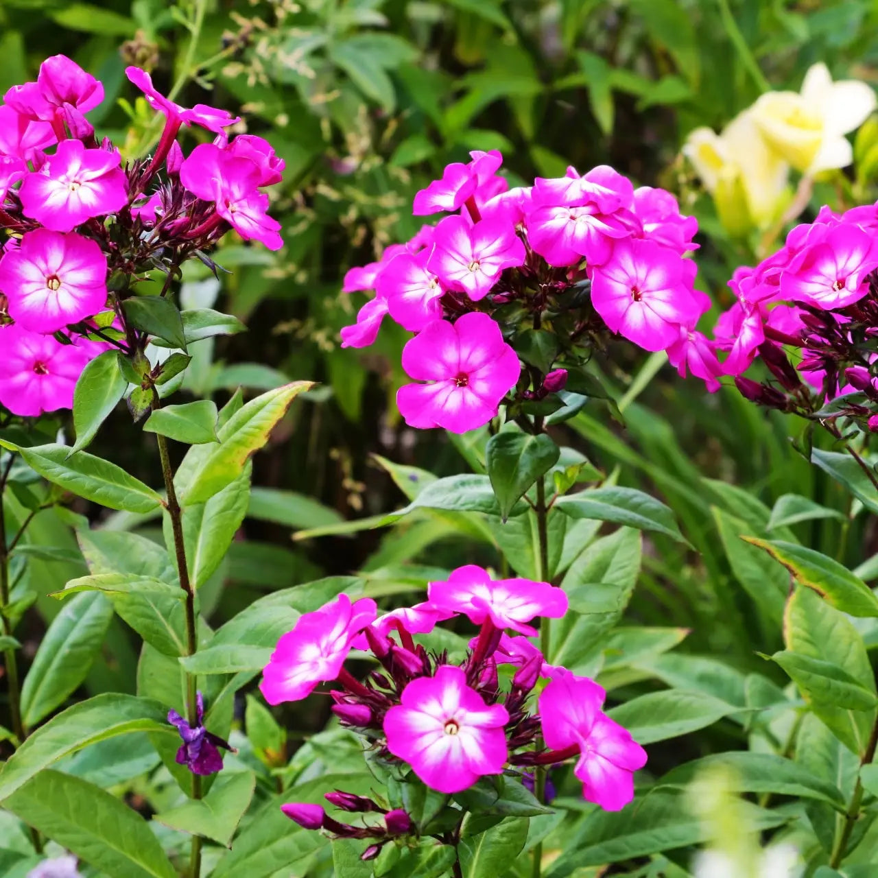 Tall magenta phlox flowers with white centers on lush green foliage