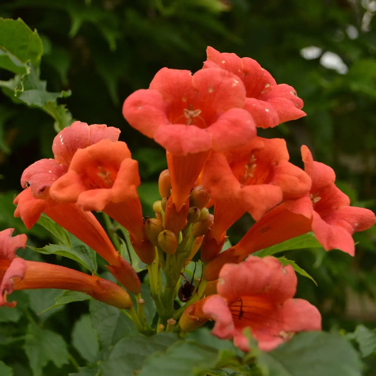 Vibrant orange trumpet creeper flowers clustered in lush garden