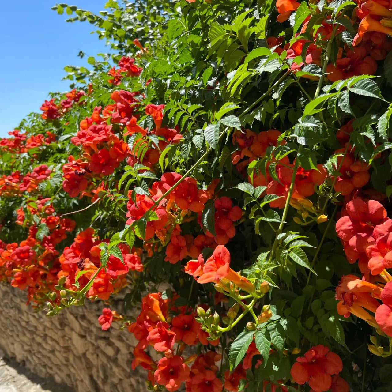 Vibrant orange trumpet vine flowers cascading over stone wall
