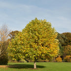 Full-grown Tulip Poplar tree with yellow-green canopy in grassy field