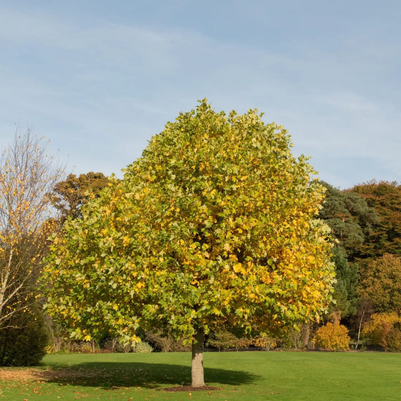 Full-grown Tulip Poplar tree with yellow-green canopy in grassy field