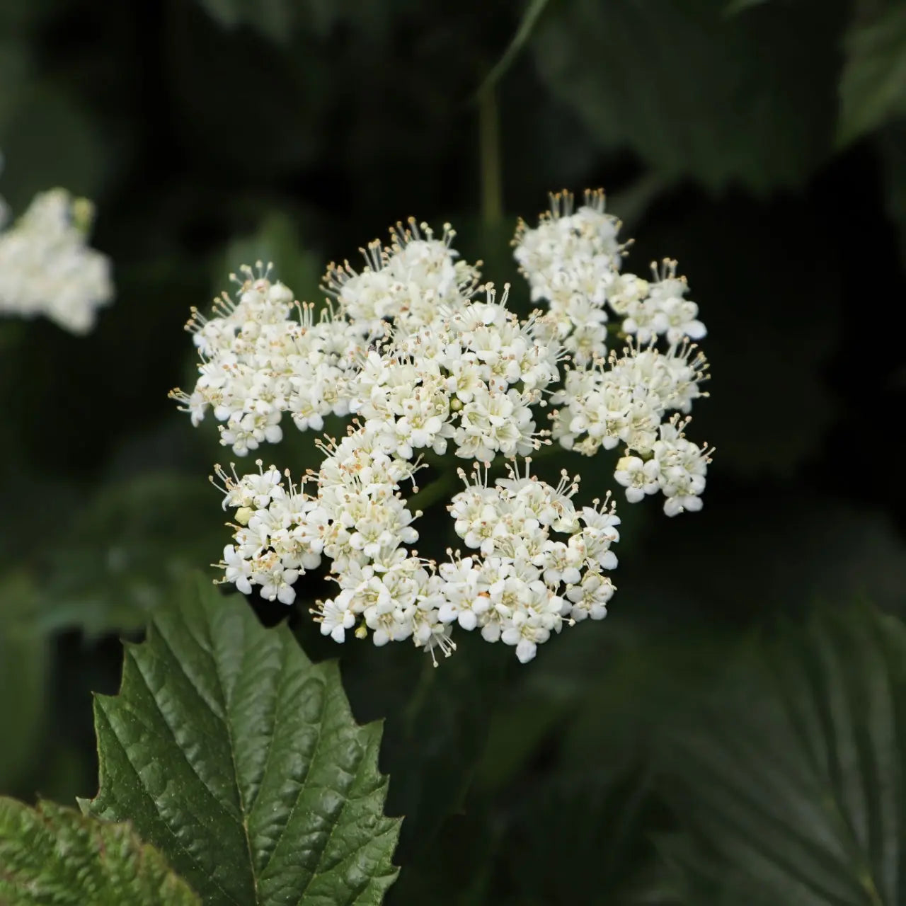 Viburnum Dentatium shrub with delicate white flower cluster on green foliage