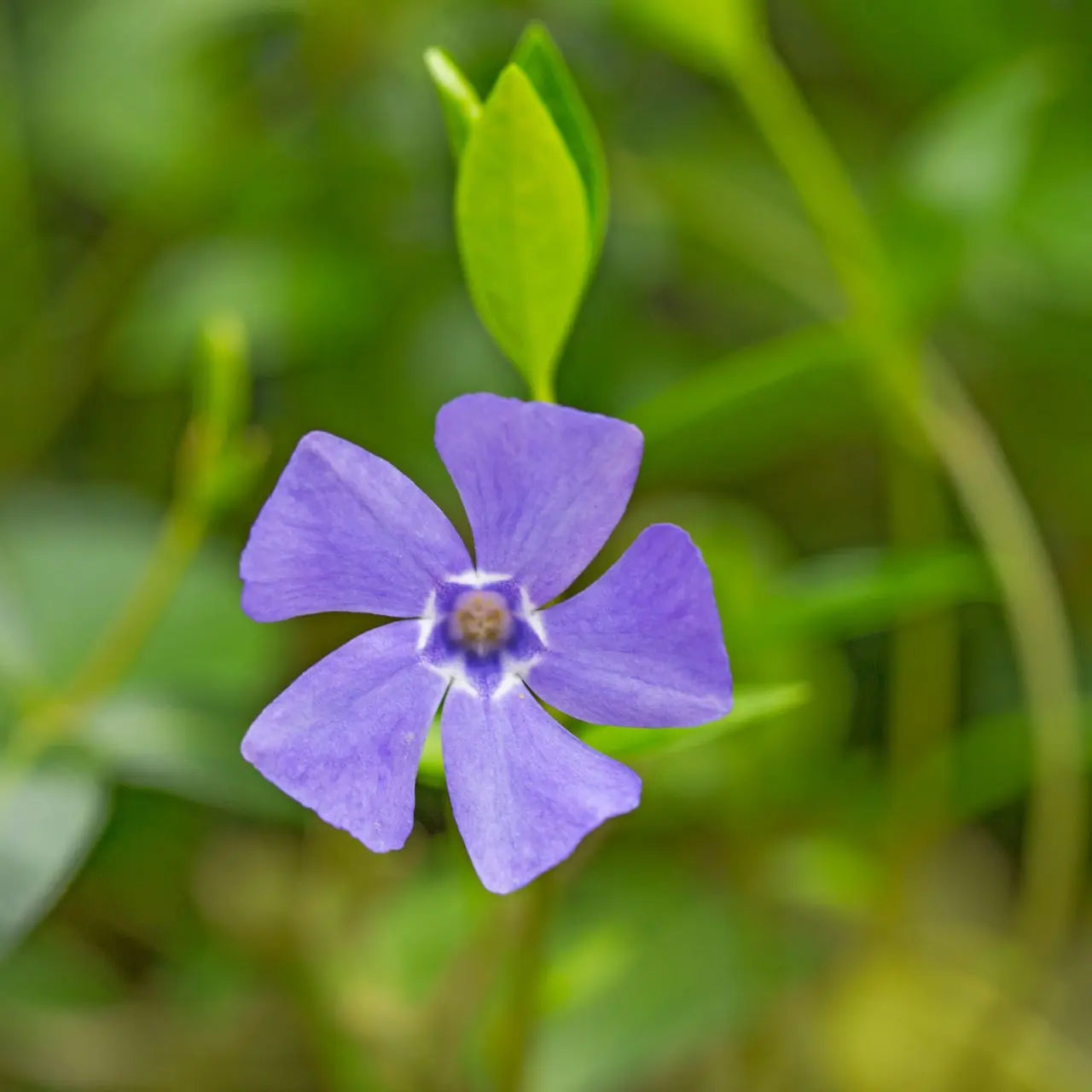 Vinca Minor plant with delicate purple five-petal flower and dark center