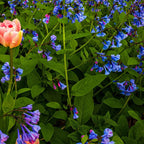 Vibrant peach tulip in Virginia Bluebells field of blue purple flowers
