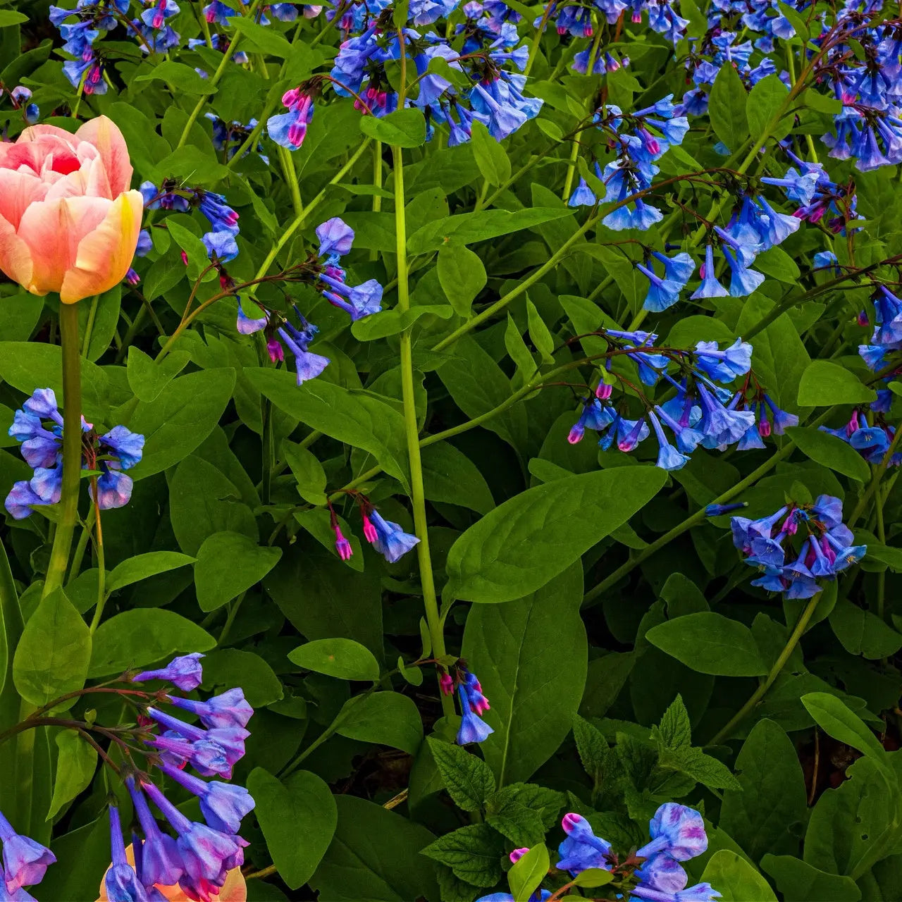 Vibrant peach tulip in Virginia Bluebells field of blue purple flowers