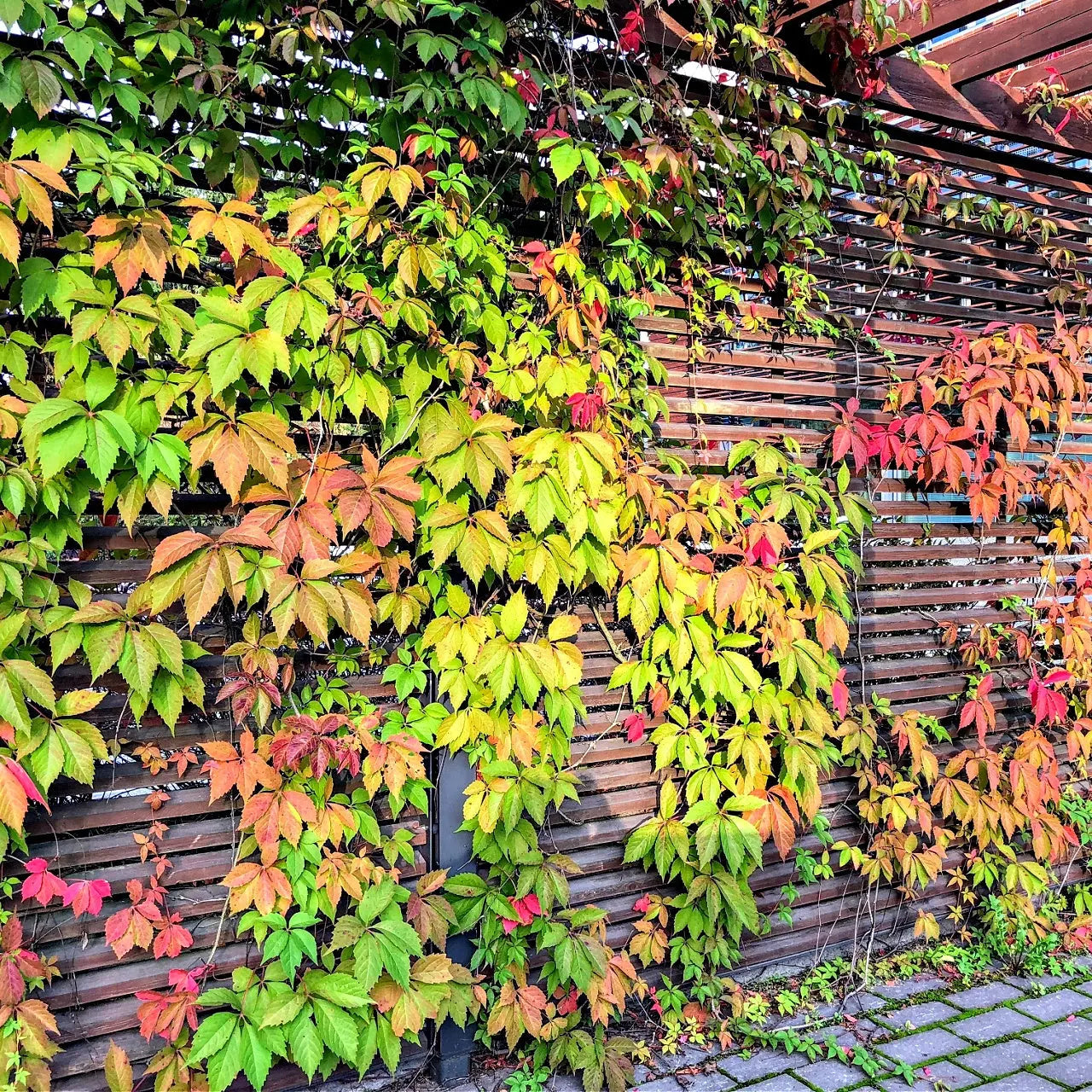 Vibrant Virginia Creeper ivy with green, yellow, red leaves on wooden wall