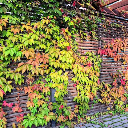 Vibrant Virginia Creeper ivy with green, yellow, red leaves on wooden wall