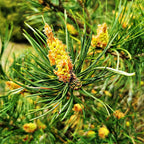 Vibrant yellow pine cone among slender green needles on Virginia Pine Tree