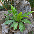 Vibrant Walking Fern birds nest with wavy green leaves on tree trunk