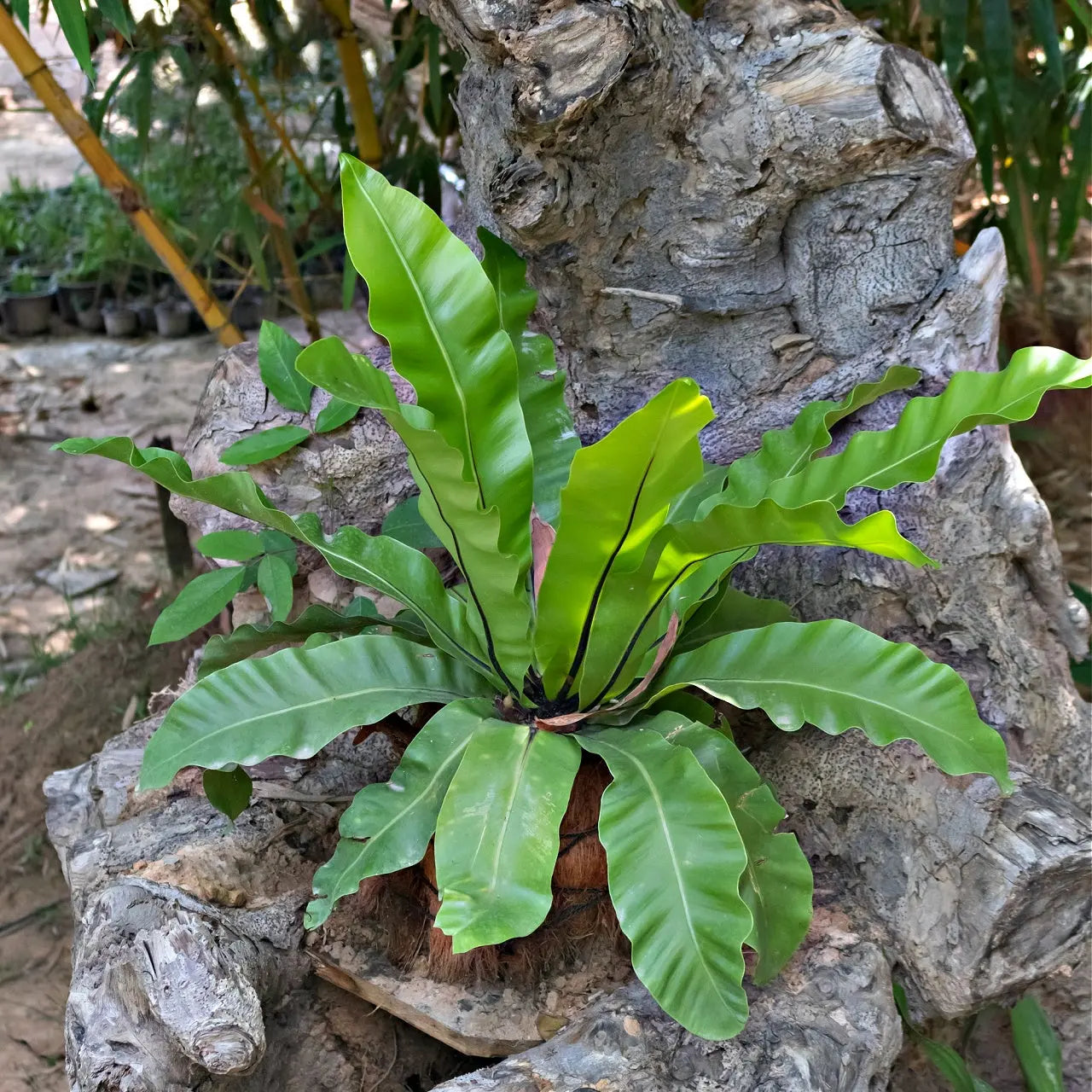 Vibrant Walking Fern birds nest with wavy green leaves on tree trunk