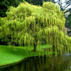 Lush green weeping willow tree with cascading branches over calm pond