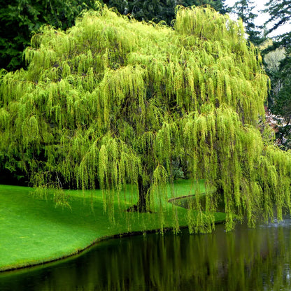 Lush green weeping willow tree with cascading branches over calm pond