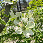 Delicate white dogwood blossoms with speckles and green centers on branch for seedlings