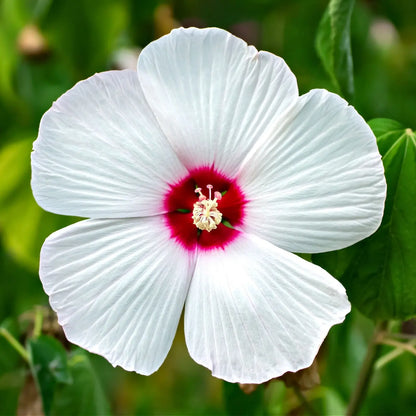 White hibiscus shrub flower with red center and pinkish ruffled petals