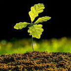 Young Willow Oak sapling with vibrant green lobed leaves in rich soil
