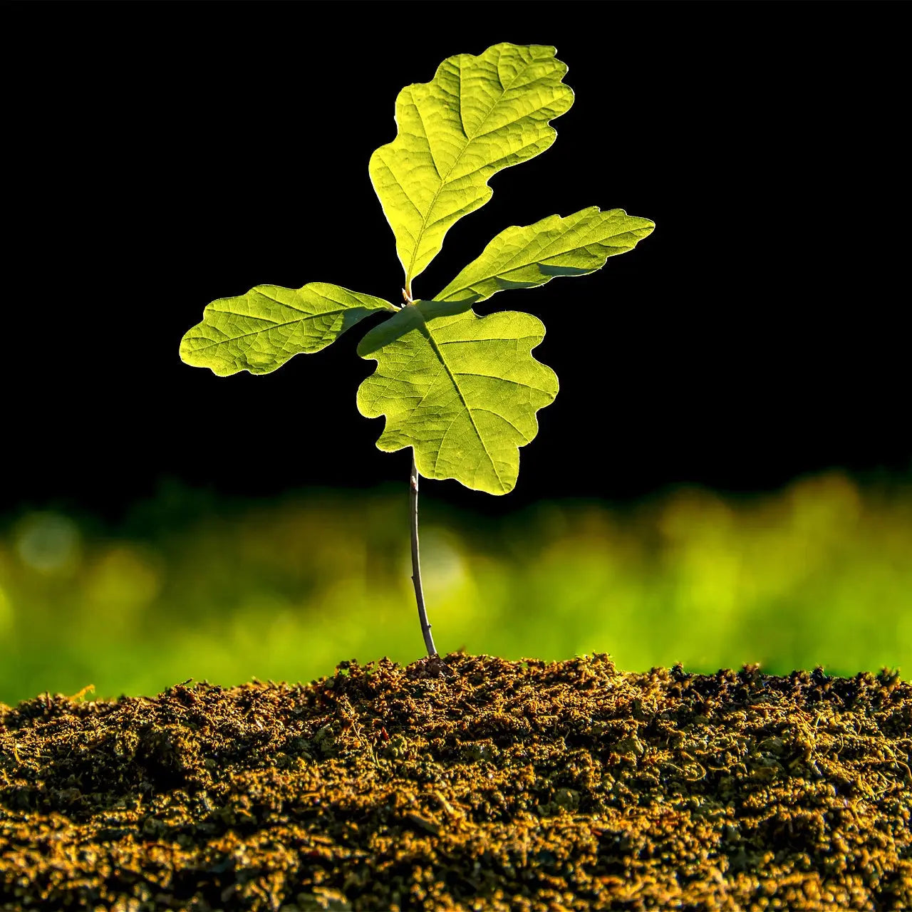 Young Willow Oak sapling with vibrant green lobed leaves in rich soil