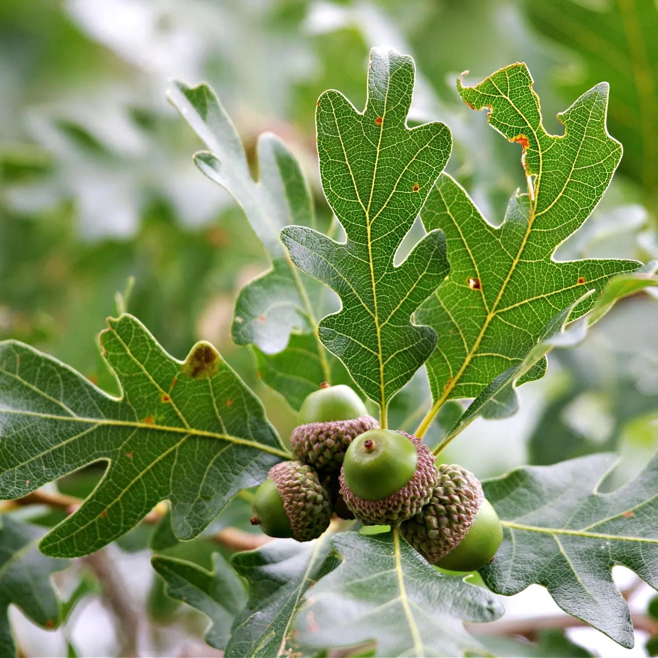 Cluster of green acorns with caps among White Oak Tree leaves