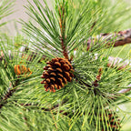 Brown pinecone nestled in vibrant green needles of White Pine Tree