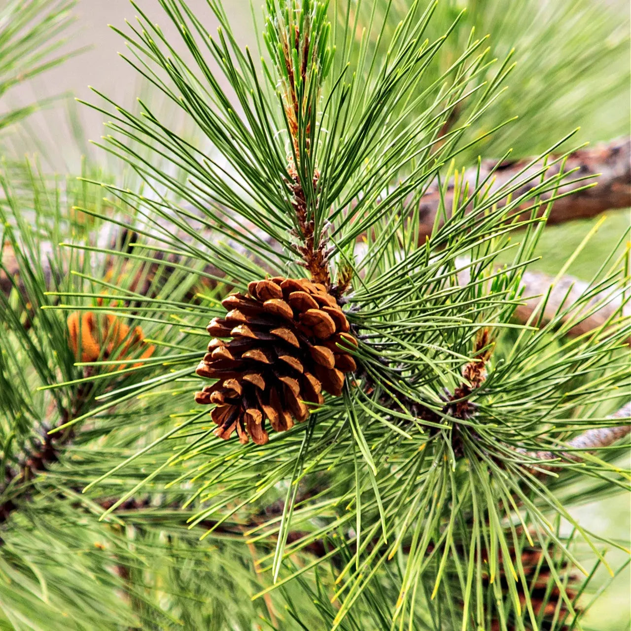 Brown pinecone nestled in vibrant green needles of White Pine Tree