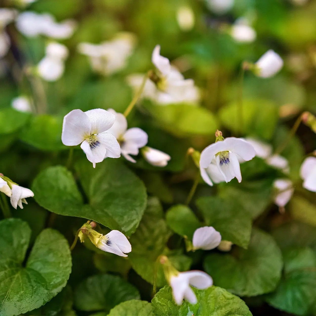 White Violet Plant with delicate blooms and lush green foliage