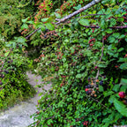 Wild Blackberry Bush with ripe blackberries on thorny branches