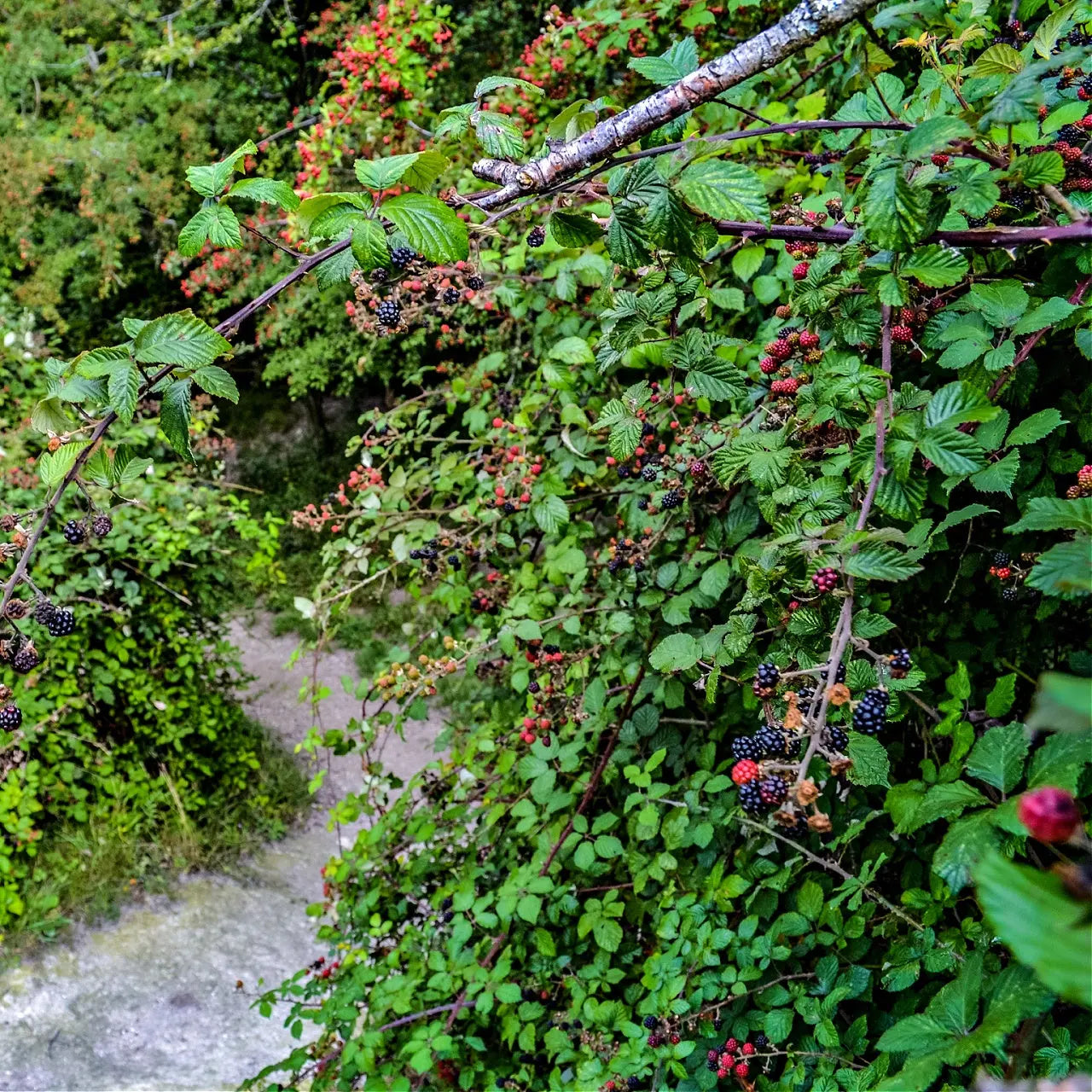 Wild Blackberry Bush with ripe blackberries on thorny branches