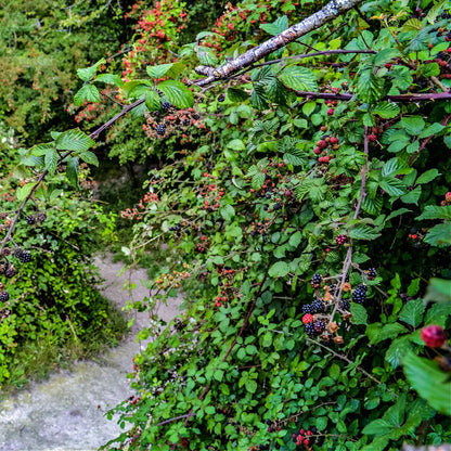 Wild Blackberry Bush with ripe blackberries on thorny branches