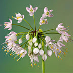 Wild Garlic Plant with pale pink white flowers and yellow stamens