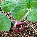 Deep maroon bell-shaped wild ginger flower with white interior and fuzzy filaments