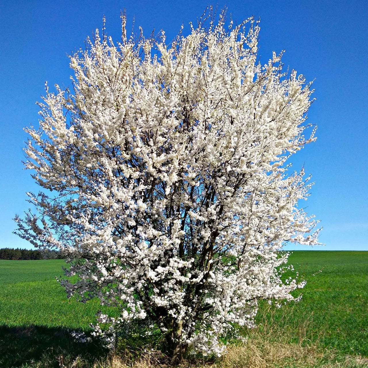 Blossoming Wild Plum Tree with dense white blooms against blue sky