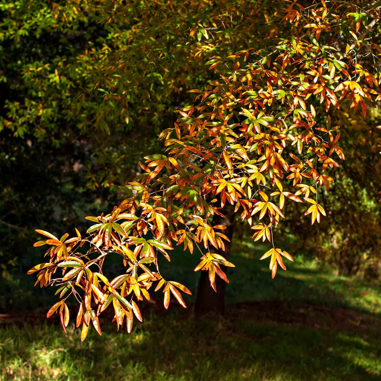 Vibrant Willow Oak Tree branch with autumn green, yellow, orange leaves