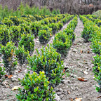 Rows of vibrant Wintergreen Boxwood shrubs neatly trimmed in lines