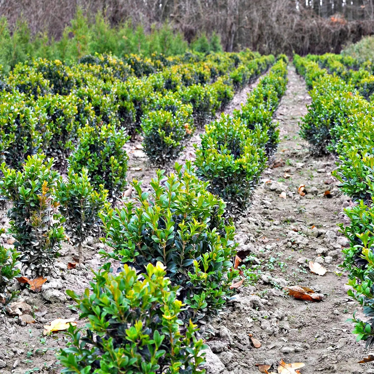 Rows of vibrant Wintergreen Boxwood shrubs neatly trimmed in lines