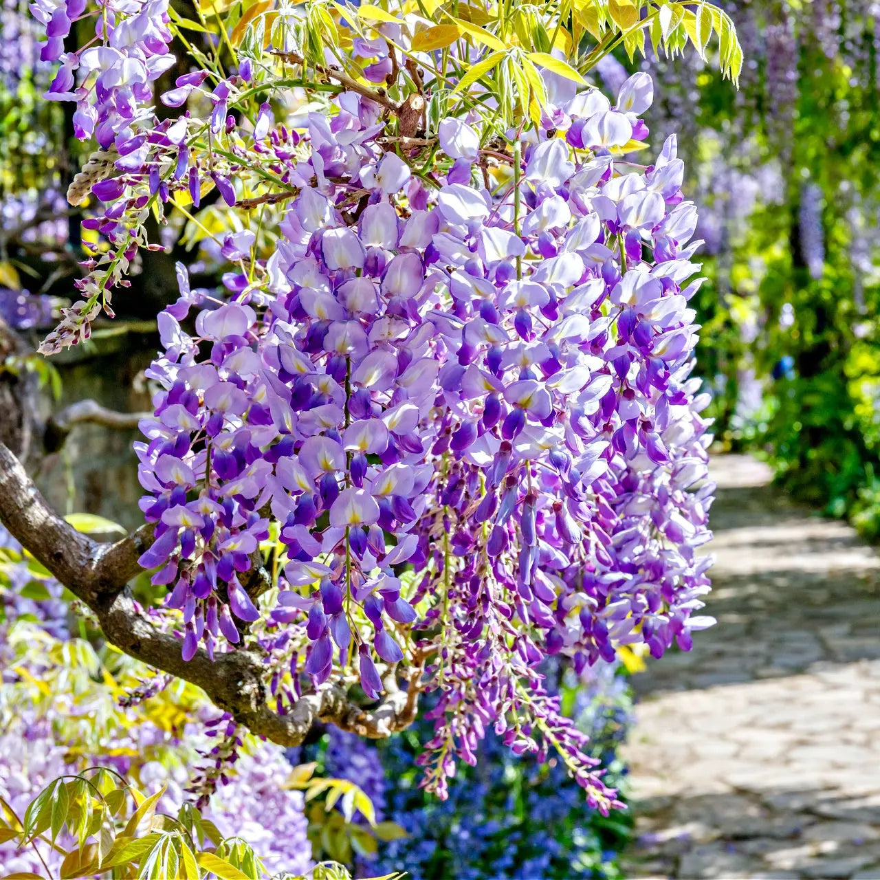 Vibrant purple and white wisteria flowers cascading from tree branch in sunlight