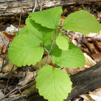 Witch Hazel seedlings: vibrant green leafy plant with broad rounded leaves on slender stem amid fallen brown foliage