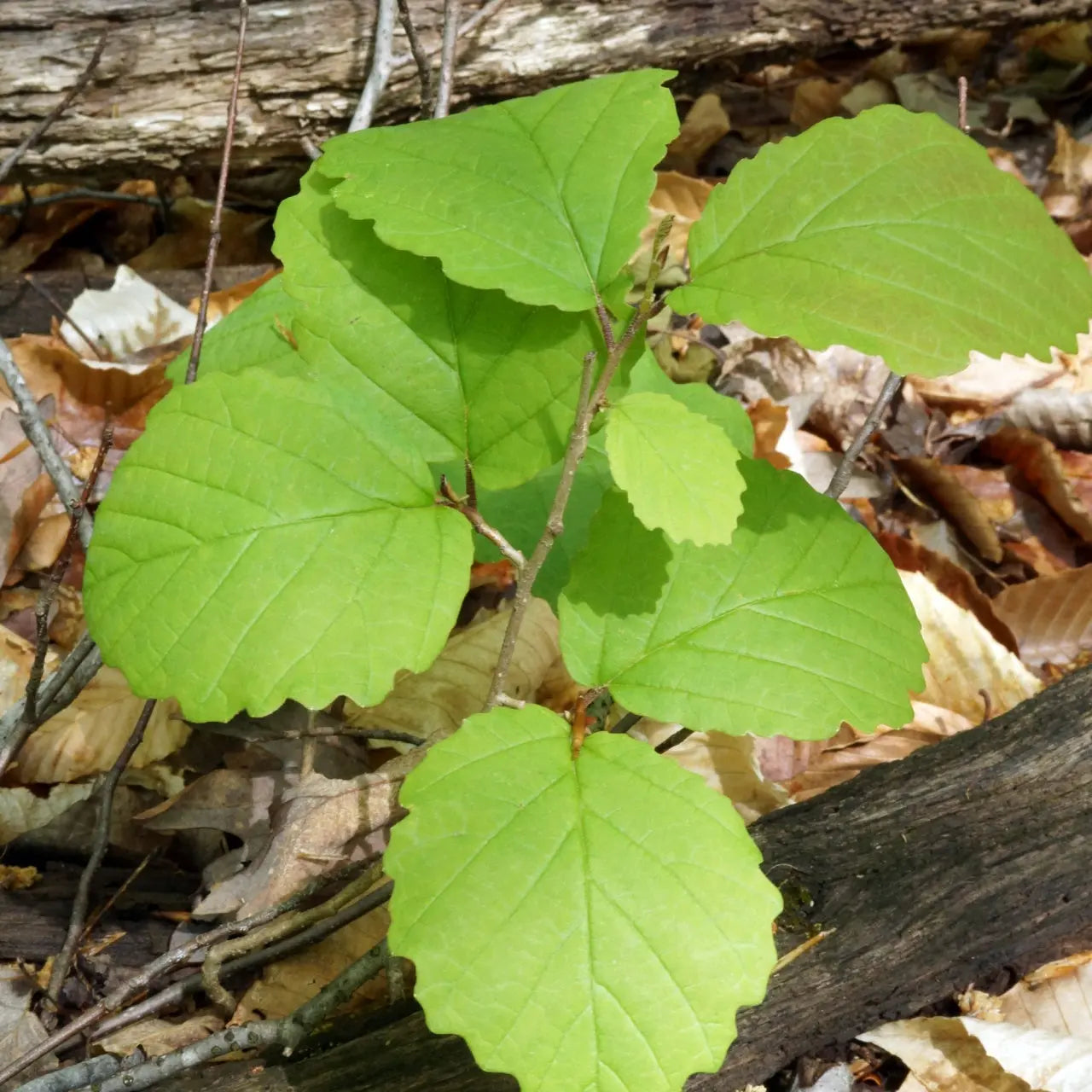 Witch Hazel seedlings: vibrant green leafy plant with broad rounded leaves on slender stem amid fallen brown foliage