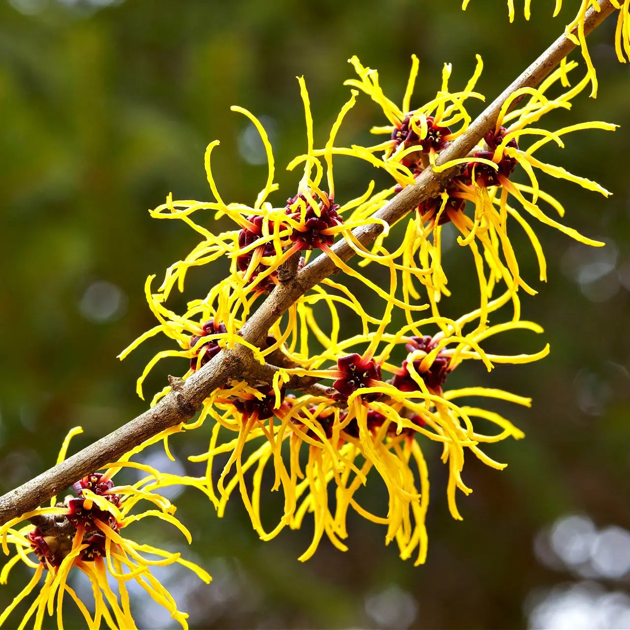 Vibrant yellow witch hazel shrub blossoms with spidery petals