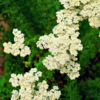 Clusters of delicate white yarrow flowers in lush green garden for Yarrow Plant