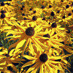 Yellow Coneflower: bright yellow black-eyed susan flowers with brown centers in sunlit field